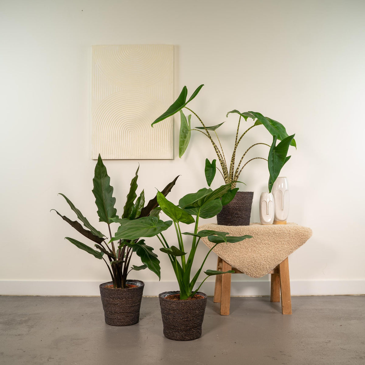 Trio Tropicale da Interno - Alocasia zebrina - Ø19cm - ↕75cm + Alocasia cucullata - Ø19cm - ↕60cm + Alocasia lauterbachiana - Ø19cm - ↕75cm
