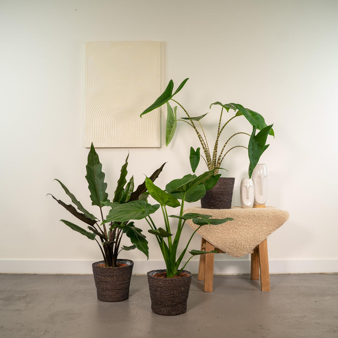 Tropical Indoor Trio - Alocasia zebrina - Ø19cm - ↕75cm + Alocasia cucullata - Ø19cm - ↕60cm + Alocasia lauterbachiana - Ø19cm - ↕75cm