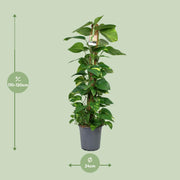 Epipremnum (Scindapsus) - Ø24cm - ↕120cm