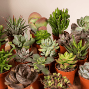 Succulent Mix - 20 plants - Ø5,5cm - ↕7cm
