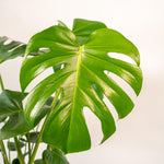 Load image into Gallery viewer, Monstera Deliciosa + Basket Selin - Ø21cm - ↨80cm
