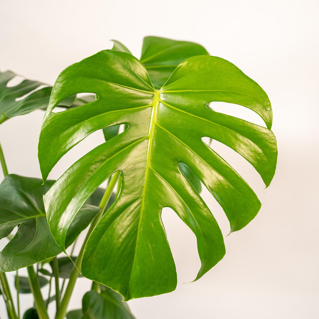 Monstera Deliciosa + Basket Selin - Ø21cm - ↨80cm
