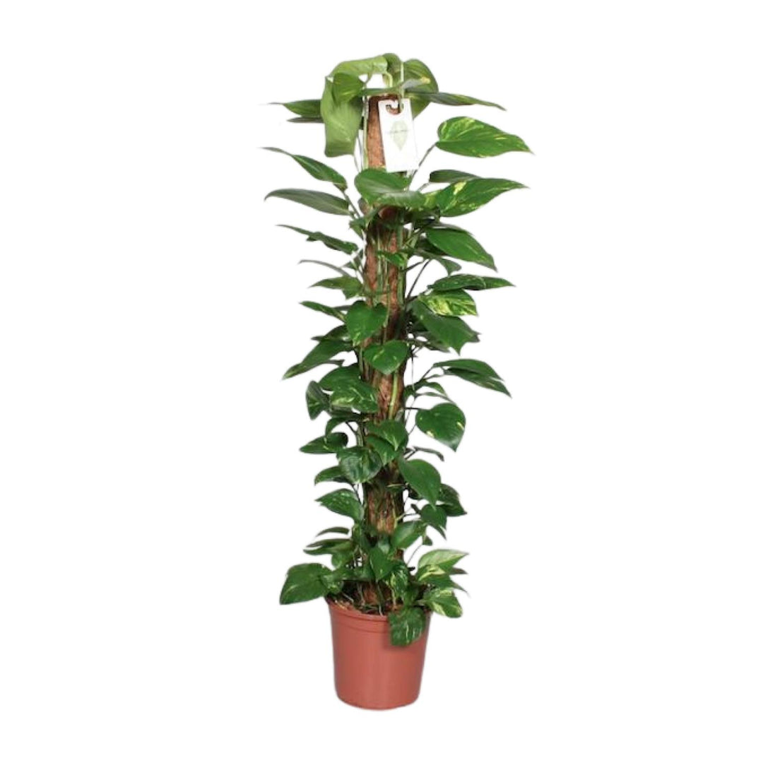 Epipremnum pinnatum 'Mosstok' (Scindapsus) - Ø24cm - ↕120cm