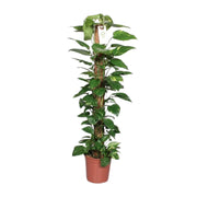 Epipremnum pinnatum 'Mosstok' (Scindapsus) - Ø24cm - ↕120cm