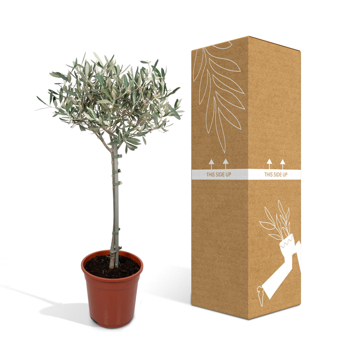 Olea europaea (Olive Tree) - Ø19cm - ↕90cm