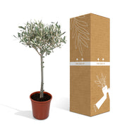 Olea europaea (Olive Tree) - Ø19cm - ↕90cm