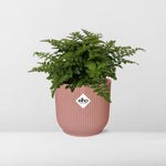 Load image into Gallery viewer, Asplenium parvati in ELHO Vibes Fold Pot, Pink, Ø14cm - ↕15cm