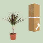 Load image into Gallery viewer, Dracaena marginata &#39;Magenta&#39; - Ø12cm - ↕50cm
