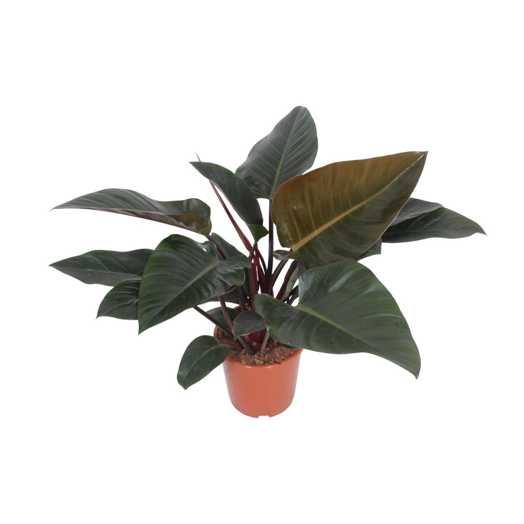 Philodendron erubescens 'Congo Red' - Ø27cm - ↕80cm
