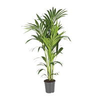 Howea Forsteriana (Kentia) - Ø21cm - ↕130cm