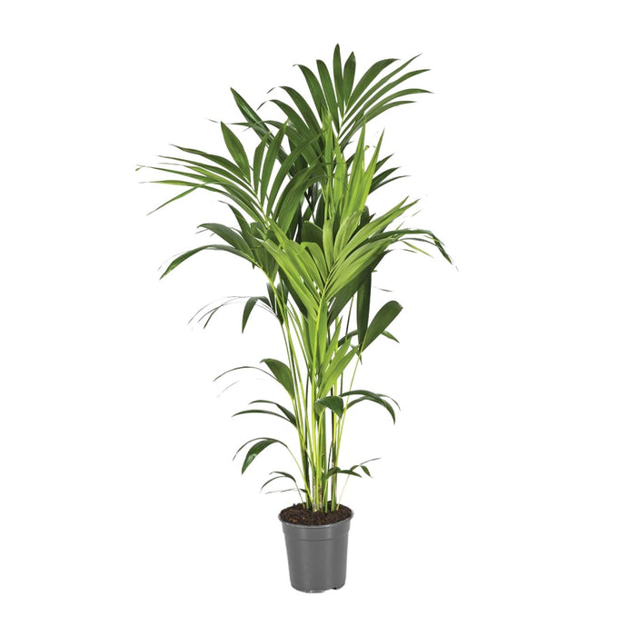 Howea Forsteriana (Kentia) - Ø21cm - ↕130cm