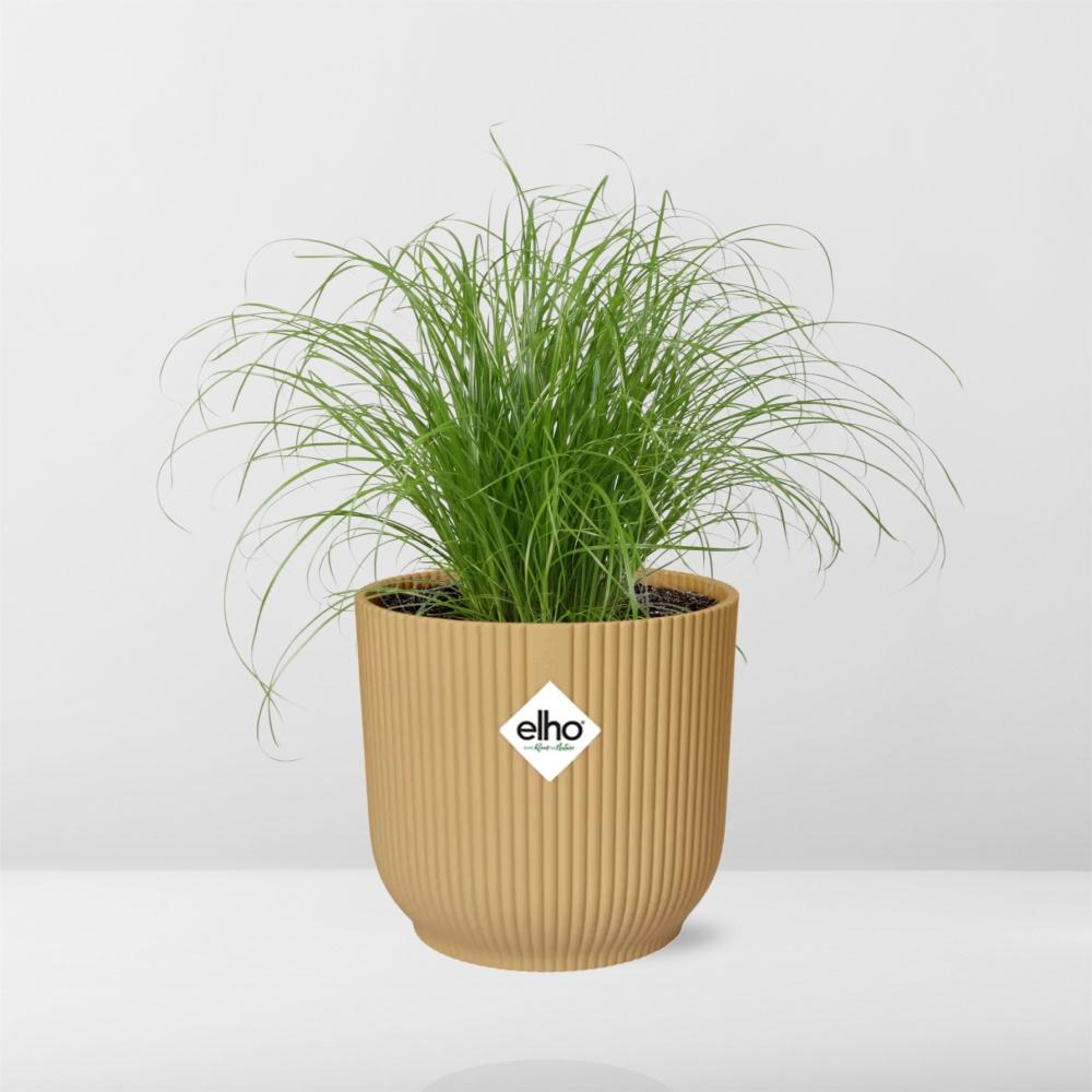 Cyperus alternifolius 'Zumula' in vaso ELHO Vibes Fold, Giallo, Ø14cm ↕25cm