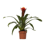 Load image into Gallery viewer, Guzmania 'Happiness' - Ø12 - ↕45