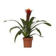 Guzmania 'Happiness' - Ø12 - ↕45