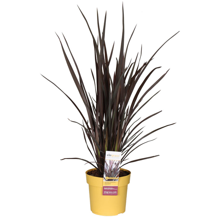 Phormium 'Rubra Nana' - Ø19cm - ↕70cm