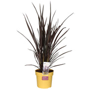 Phormium 'Rubra Nana' - Ø19cm - ↕70cm