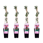 Load image into Gallery viewer, Lonicera periclymenum &#39;Serotina&#39; - 4 pieces - ↨65cm - Ø15
