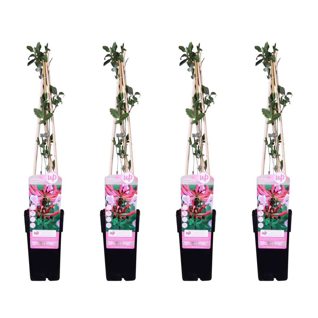 Lonicera periclymenum 'Serotina' - 4 pieces - ↨65cm - Ø15