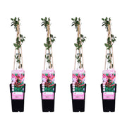 Lonicera periclymenum 'Serotina' - 4 pieces - ↨65cm - Ø15