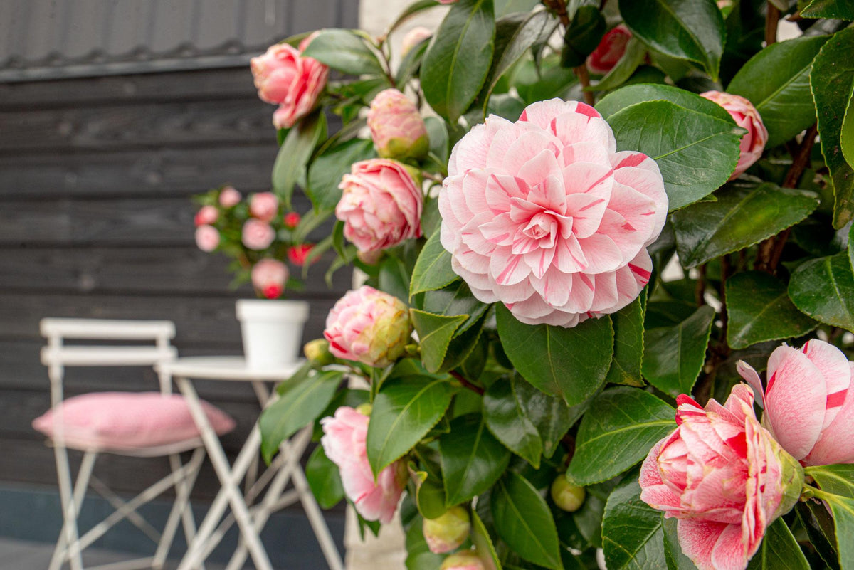 Camellia japonica 'Bonomiana' - Ø19 - ↨65cm