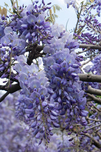 Wisteria sinensis 'Prolific' ("Glicine") - Ø15cm - ↕65cm