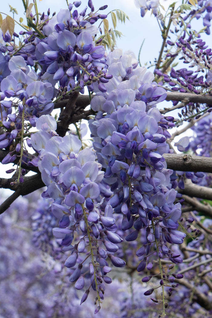 Wisteria sinensis 'Prolific' ("Blue rain") - Ø15cm - ↕65cm
