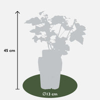 Ribes rubrum 'Jonkheer van Tets' (Ribes Rosso) - Ø13cm - ↕45cm