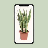 Sansevieria trifasciata 'Laurentii' (Mother-in-law’s Tongue) - Ø25cm - ↕85cm
