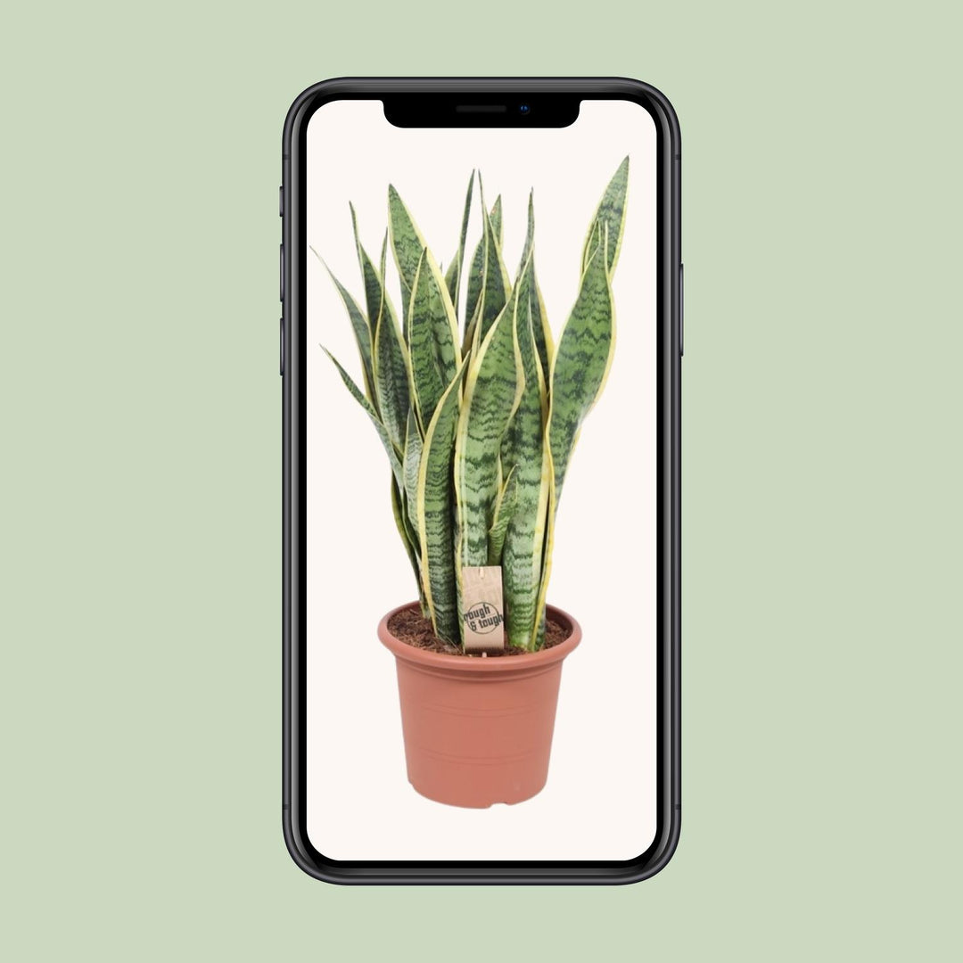 Sansevieria trifasciata 'Laurentii' (Mother-in-law’s Tongue) - Ø25cm - ↕85cm