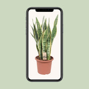 Sansevieria trifasciata 'Laurentii' (Mother-in-law’s Tongue) - Ø25cm - ↕85cm