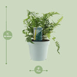 Load image into Gallery viewer, Polypodium vulgare - Ø17cm - ↕40cm
