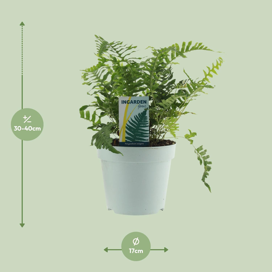 Polypodium vulgare - Ø17cm - ↕40cm