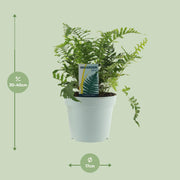 Polypodium vulgare - Ø17cm - ↕40cm
