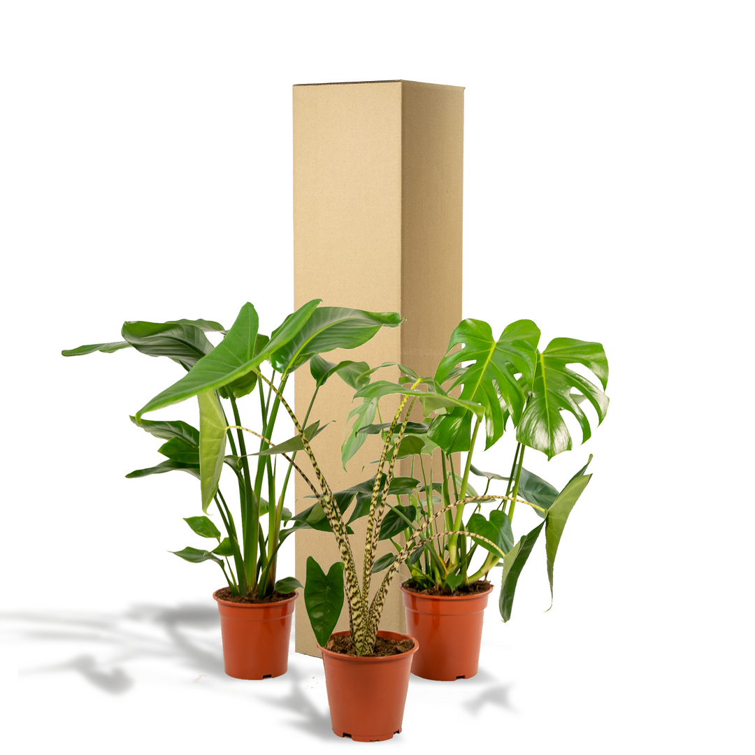 Tropical Trio Set - Monstera Deliciosa - Ø21cm - ↕75cm + Alocasia Zebrina - Ø19cm - ↕75cm + Strelitzia Nicolai - Ø19cm - ↕85cm