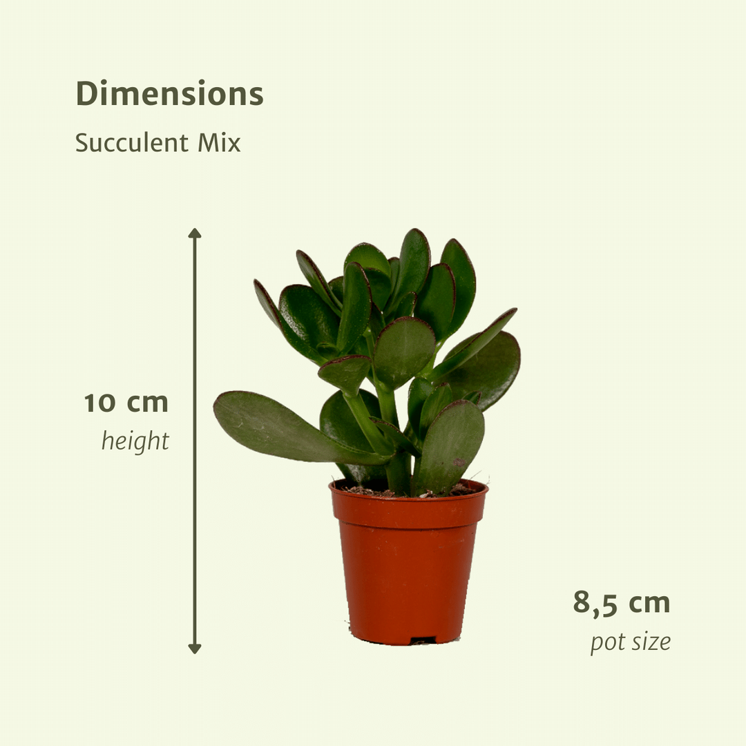Succulent Mix - 18 plants - Ø8,5 - ↕10 cm