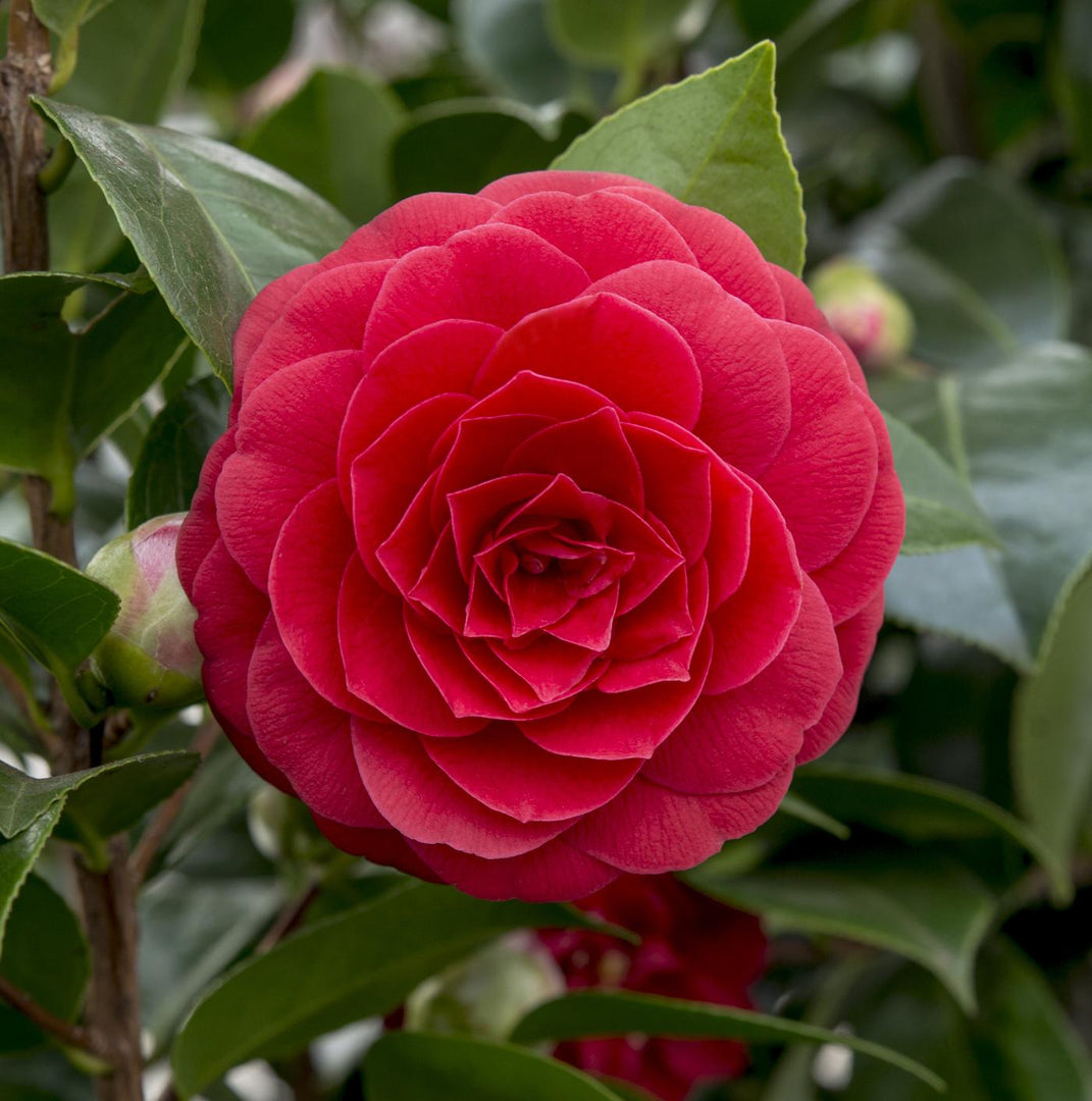 Camellia japonica 'Black Lace' - Ø19cm - ↨65cm