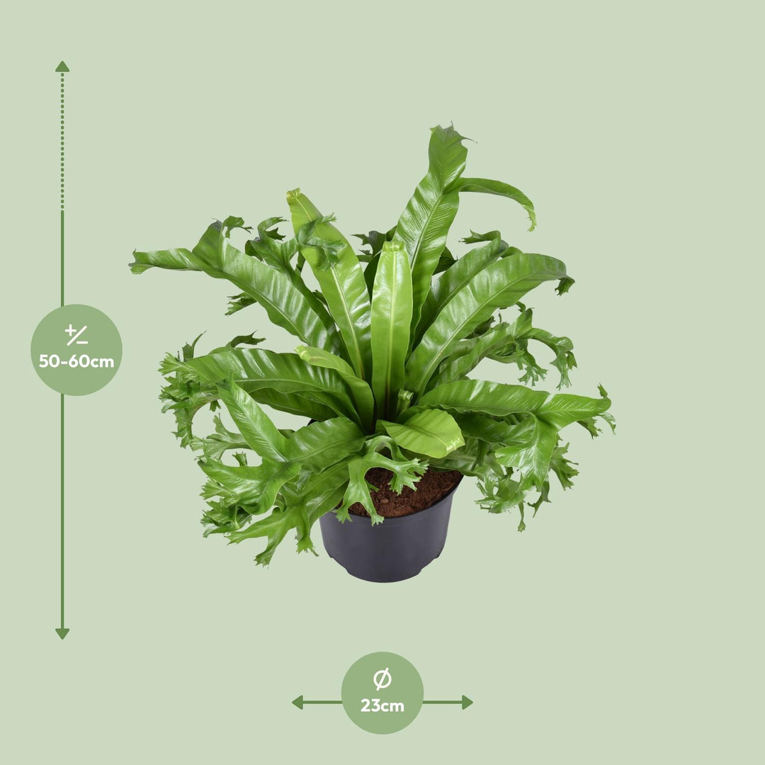 Asplenium nidus 'Crissie' - Ø23cm - ↕55cm