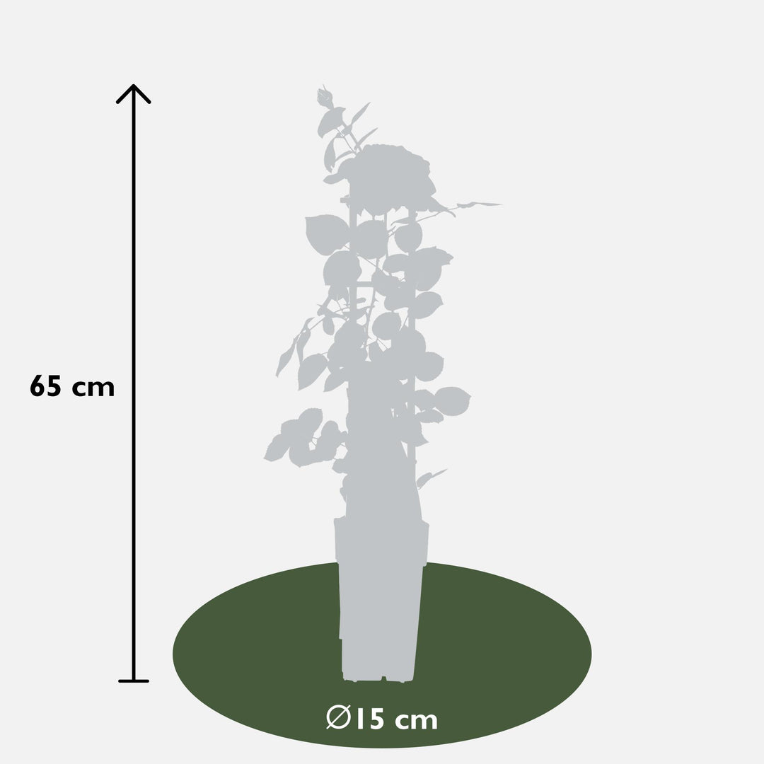Rosa mix - 3 pieces - ↨65cm - Ø15
