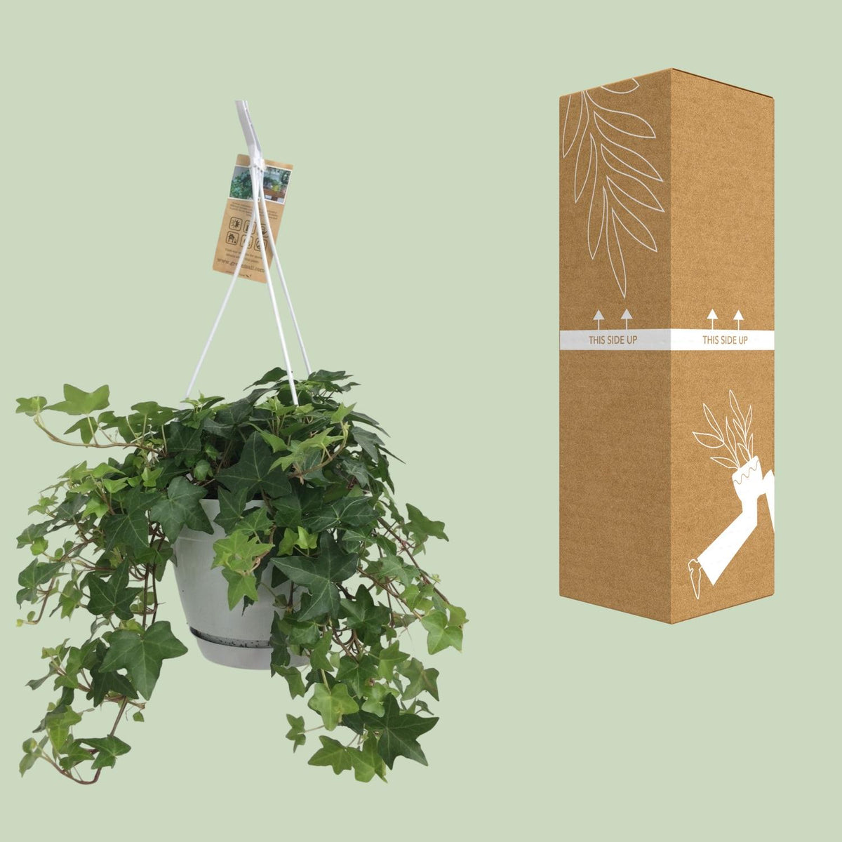 Hedera helix 'Groen' in Vaso da appendere Bianco - Ø17cm - 45↕cm