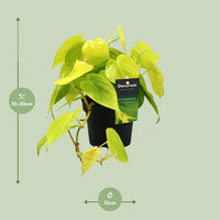 Philodendron scandens 'Lime' - Ø12cm - ↕20cm