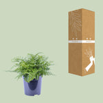 Load image into Gallery viewer, Asplenium parvati - Ø21cm - ↕40cm