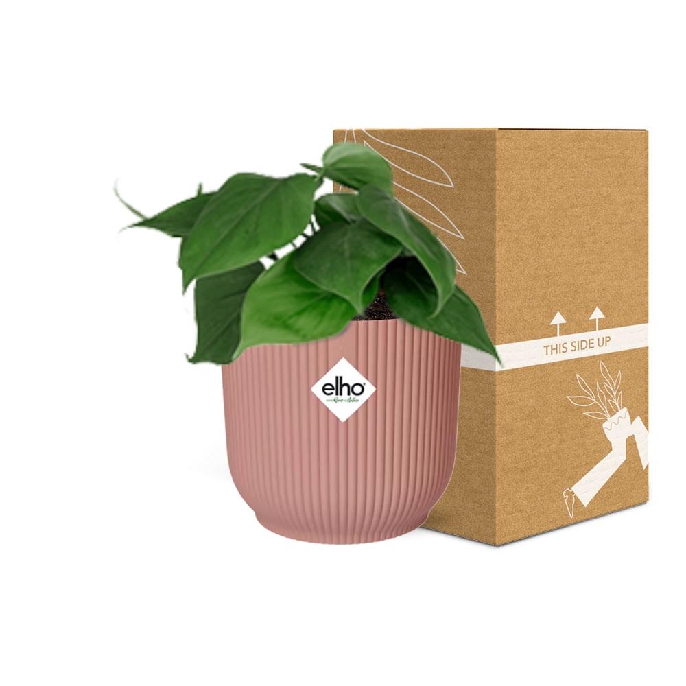 Philodendron scandens in ELHO Vibes Fold, Pink, Ø14cm ↕15cm