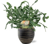 Phlebodium aureum 'Blue Star' - Ø12cm - ↕35cm + Beau Pot, Black, D14x13cm