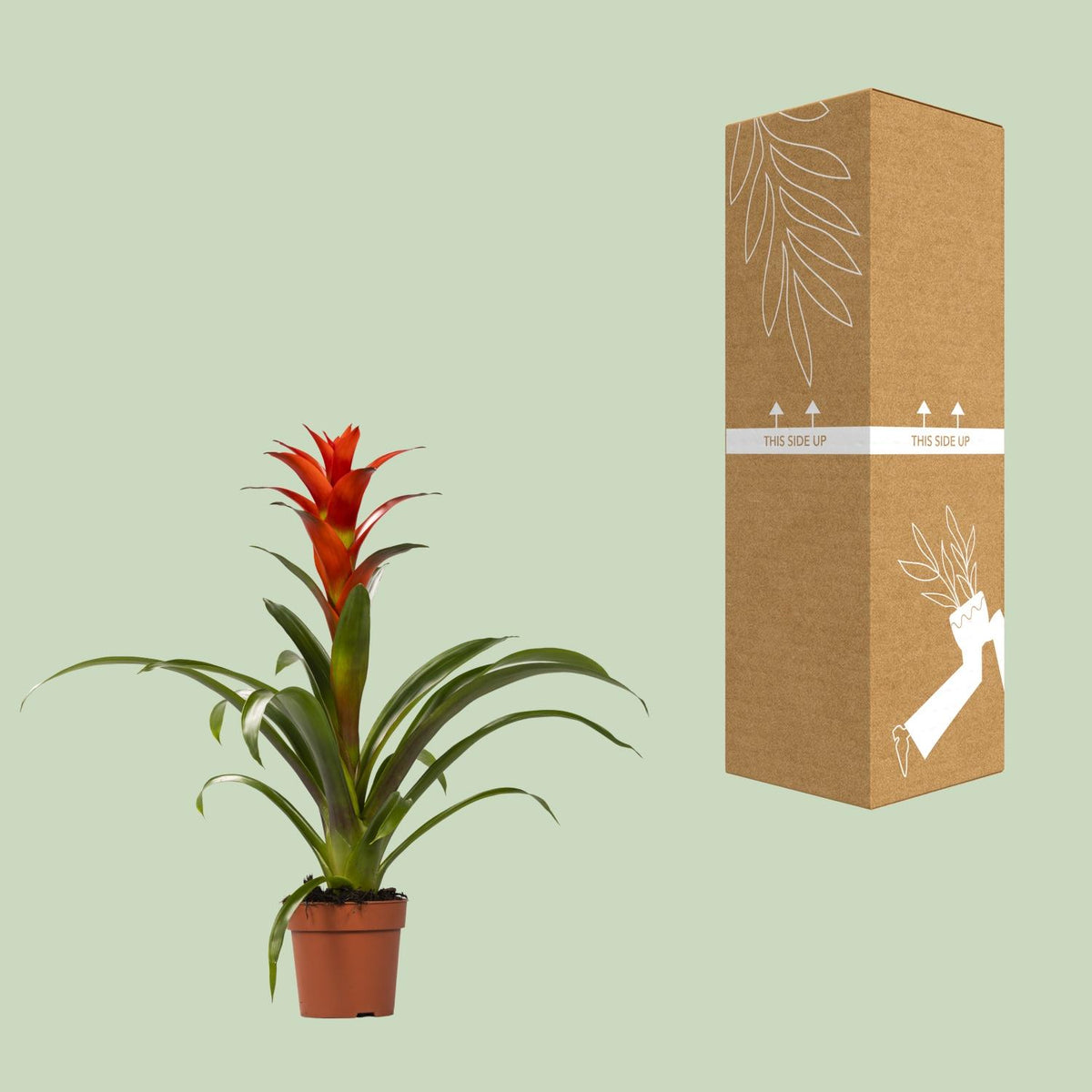Guzmania 'Ostara' - Ø12cm - ↕45cm