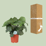 Load image into Gallery viewer, Calathea orbifolia - Ø21cm - ↕65cm
