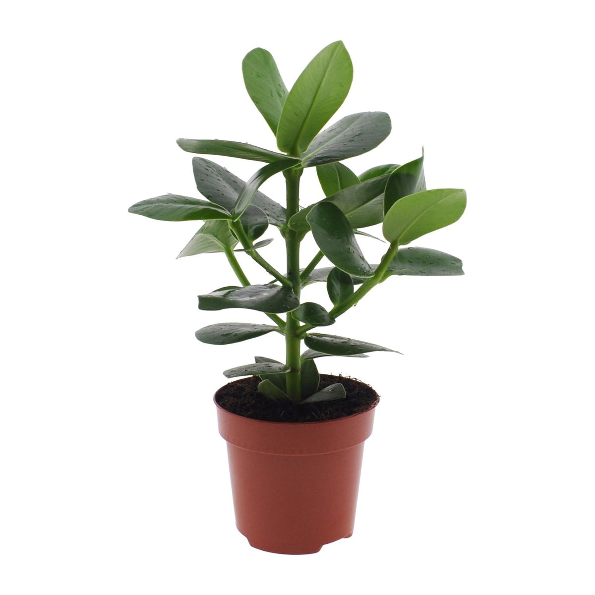 Clusia rosea 'Princess' - Ø12cm - ↕15cm