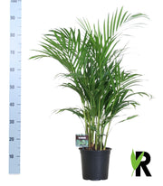 Dypsis lutescens - Ø19cm - ↕100cm