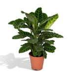 Load image into Gallery viewer, Calathea zebrina (Peacock Plant) - Ø19cm - ↕80cm
