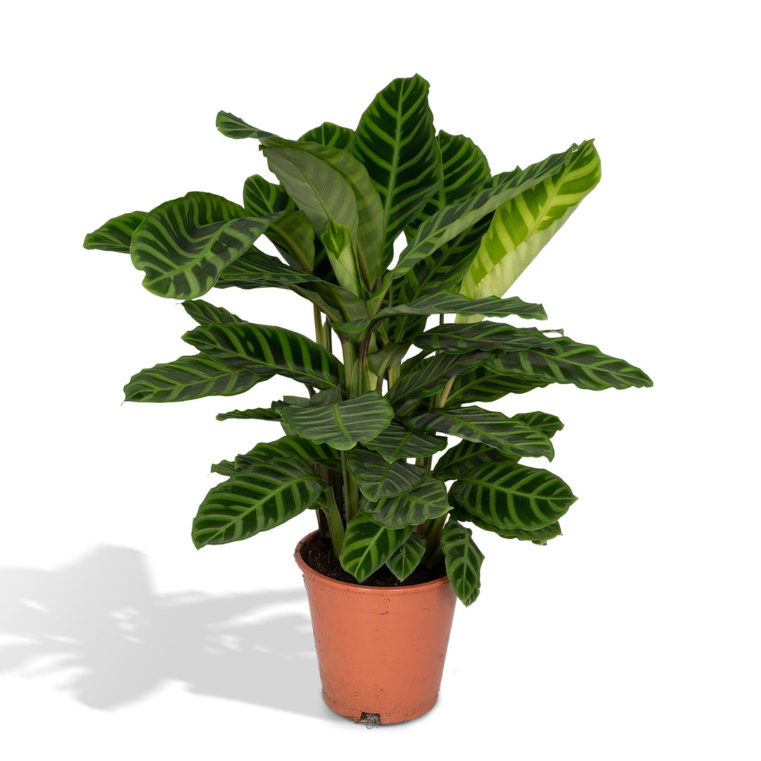 Calathea zebrina (Peacock Plant) - Ø19cm - ↕80cm