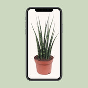 Sansevieria trifasciata 'Fernwood Mikado' - Ø12cm - ↕40cm